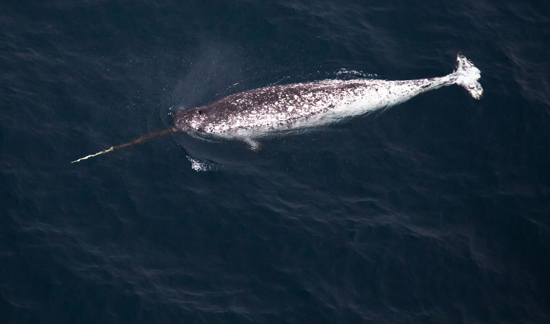 Narwhal facts, distribution & population BioDB